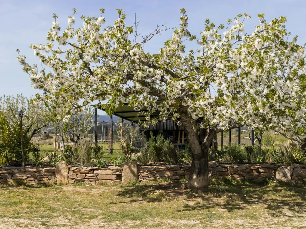 Árvore em flor branca junto a um muro de pedra, marketing digital em Alfândega da Fé