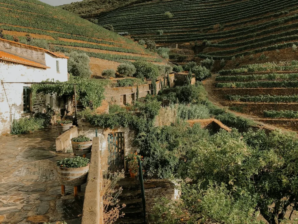 Vegetação verde e castanha numa encosta rochosa, marketing digital em Freixo de Espada à Cinta