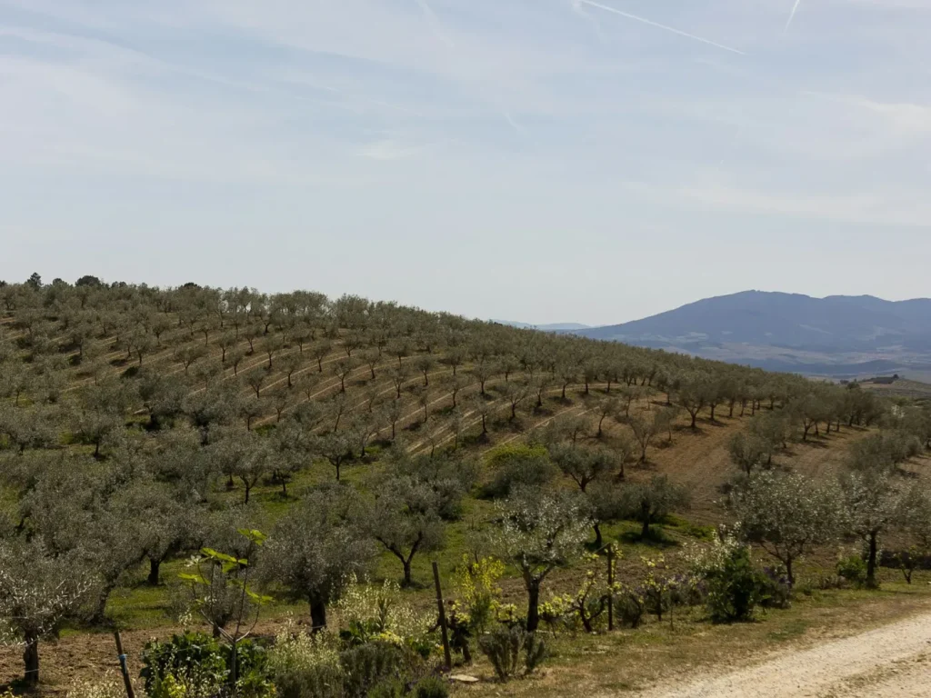 Caminho de terra no meio de um olival, marketing digital para negócios de Mirandela