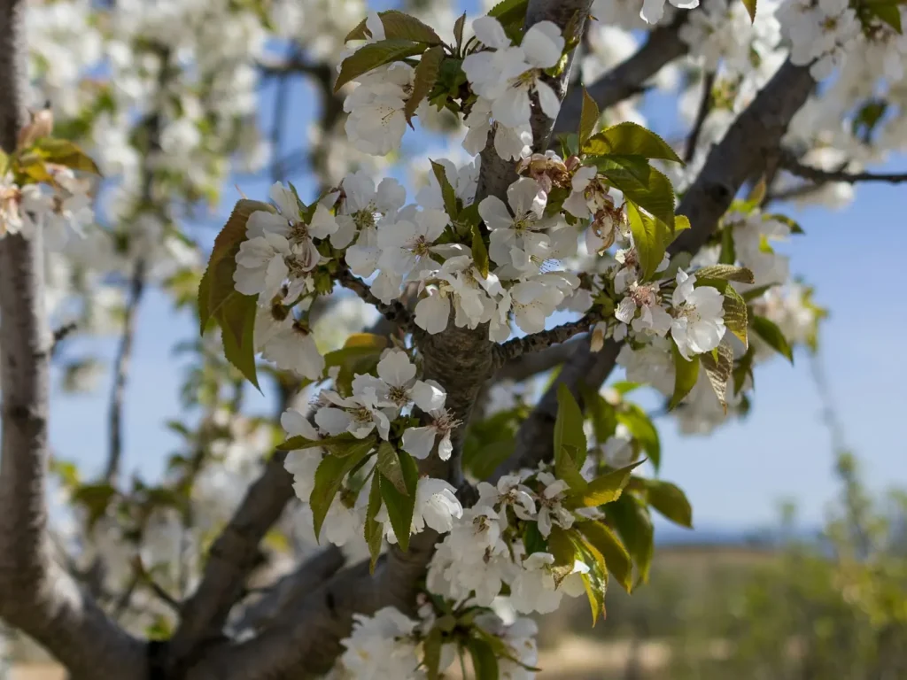 Árvore carregada de flores brancas na primavera, marketing digital em Torre de Moncorvo