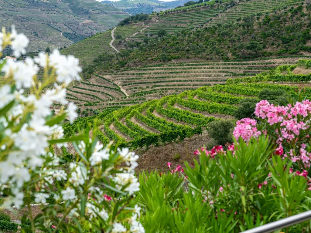 Vinha a cobrir as colinas numa paisagem rural, marketing digital para empresas de Vila Flor