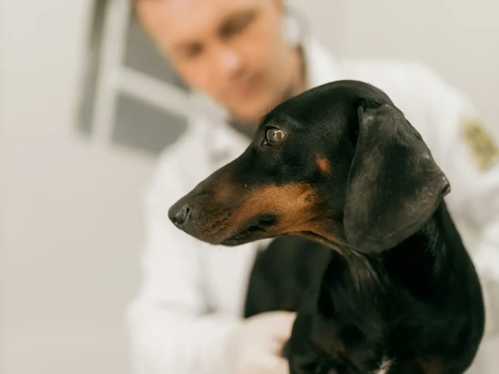 Veterinária examina um cão dachshund na consulta, clínicas veterinárias e pet shops em Bragança